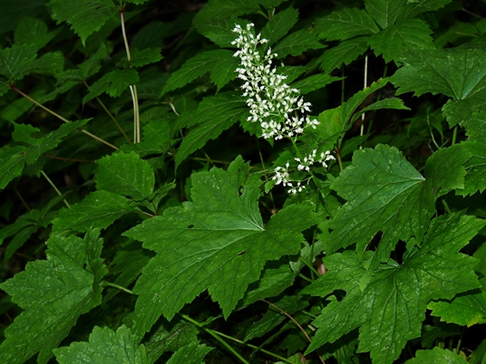 {Heuchera villosa}
